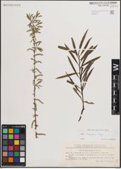 Foto von Salix eleagnos Scop.